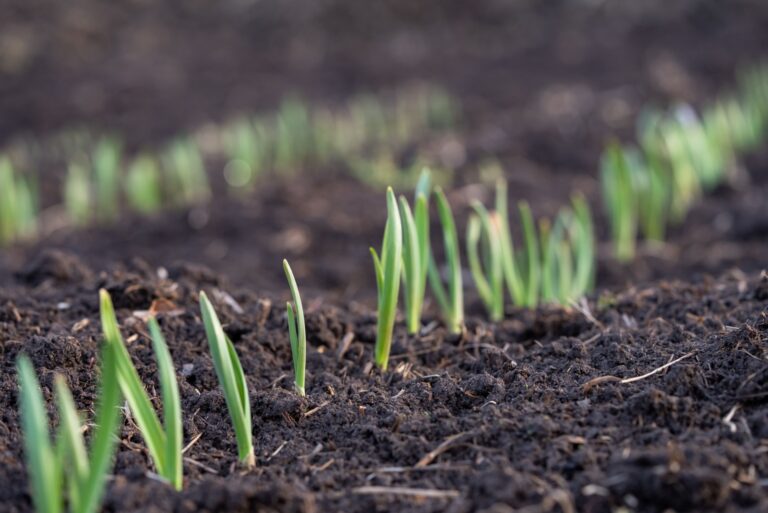Young green garliic shoots emerging from rich, dark soil in garden