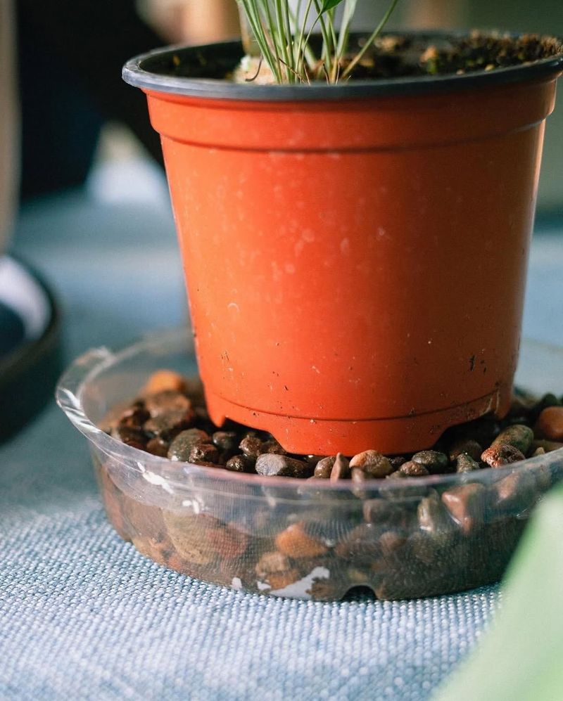 Boost Indoor Humidity For Tropical Varieties