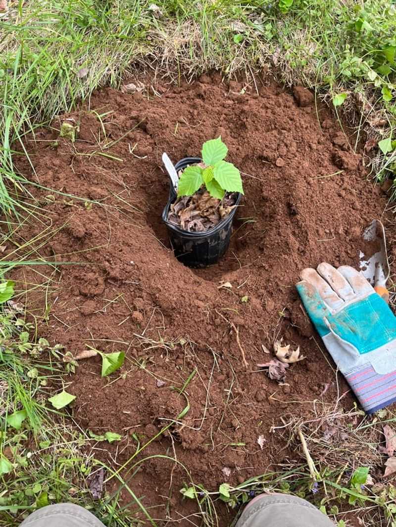 Plant Trees and Shrubs