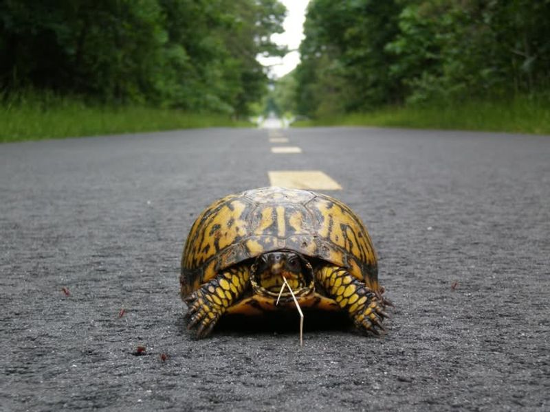 Never Relocate The Turtle Without Expert Approval