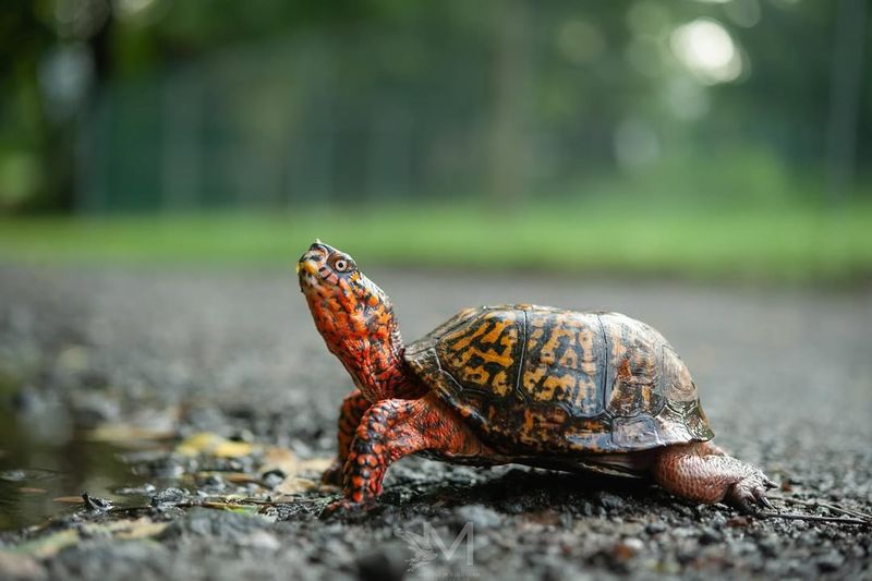 Never Relocate The Turtle Yourself