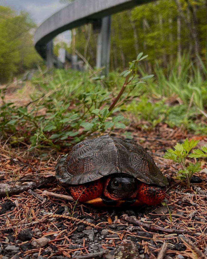 Create A Turtle-Friendly Yard Environment