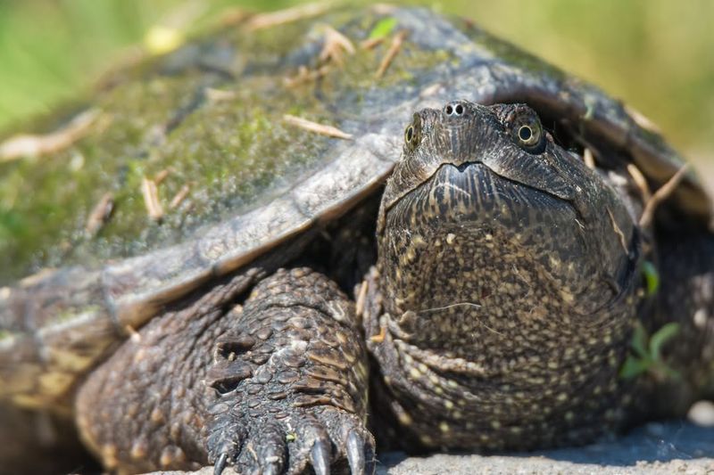 Create A Turtle-Friendly Habitat Long-Term