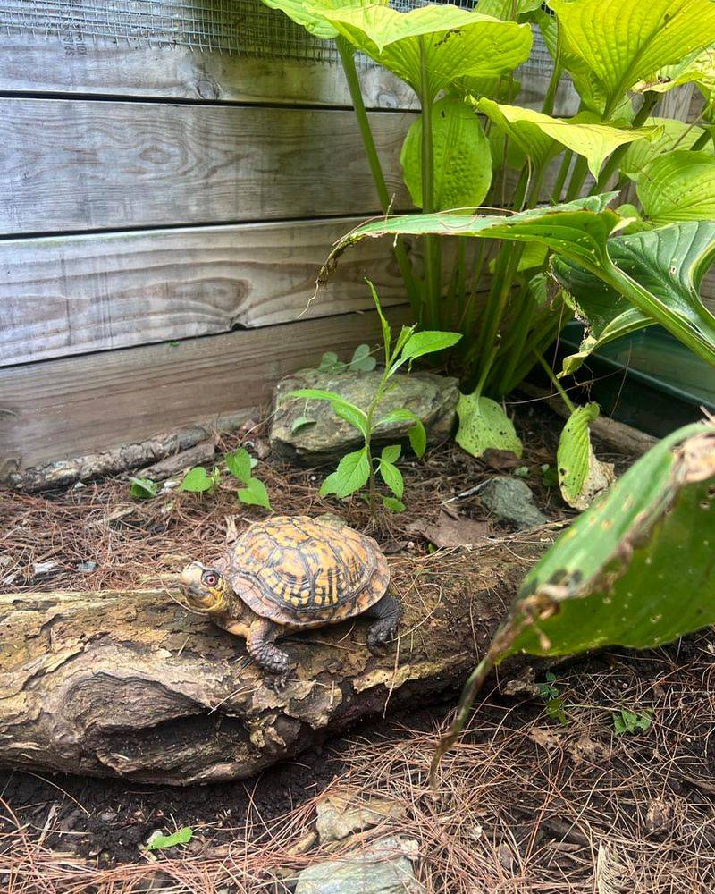 Create a Turtle-Friendly Yard