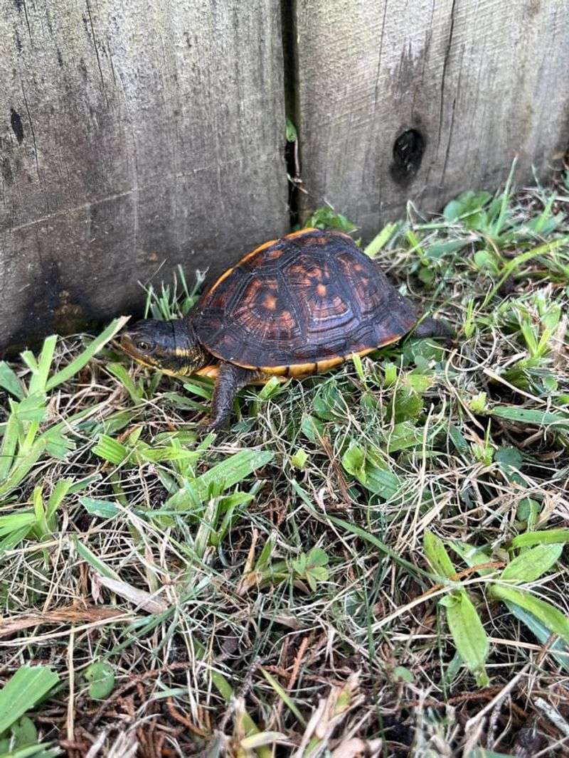 Enhance Your Yard as Turtle Habitat