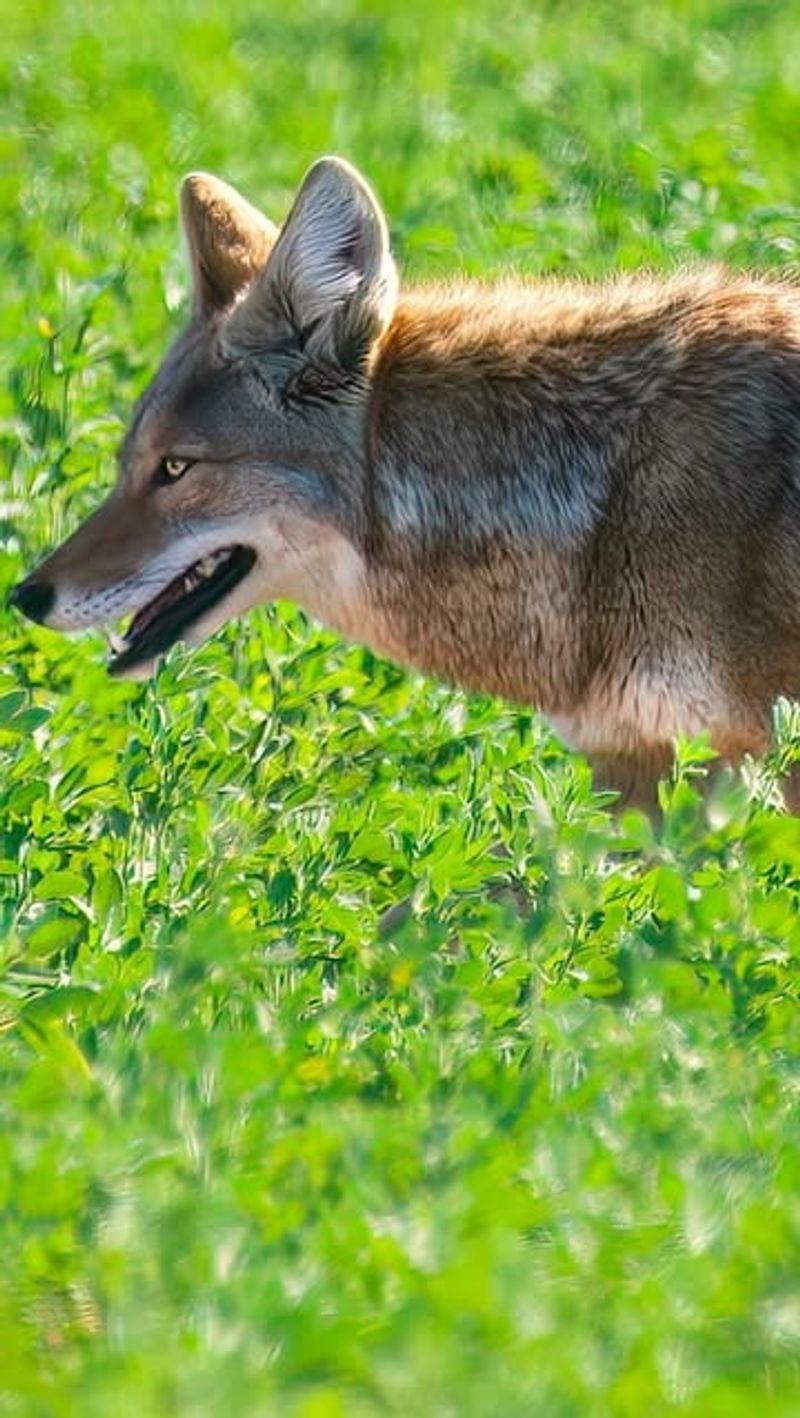 Don't Run Away