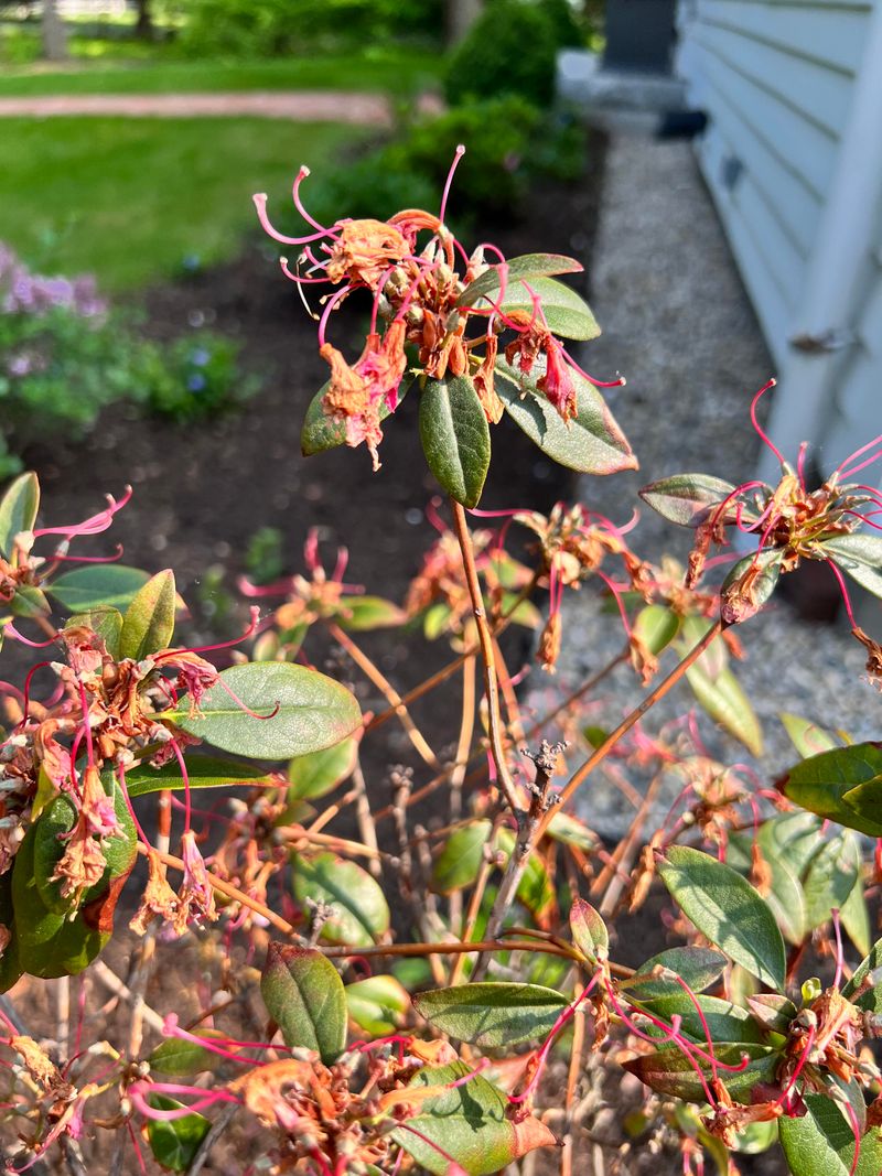 Deadhead Blooms
