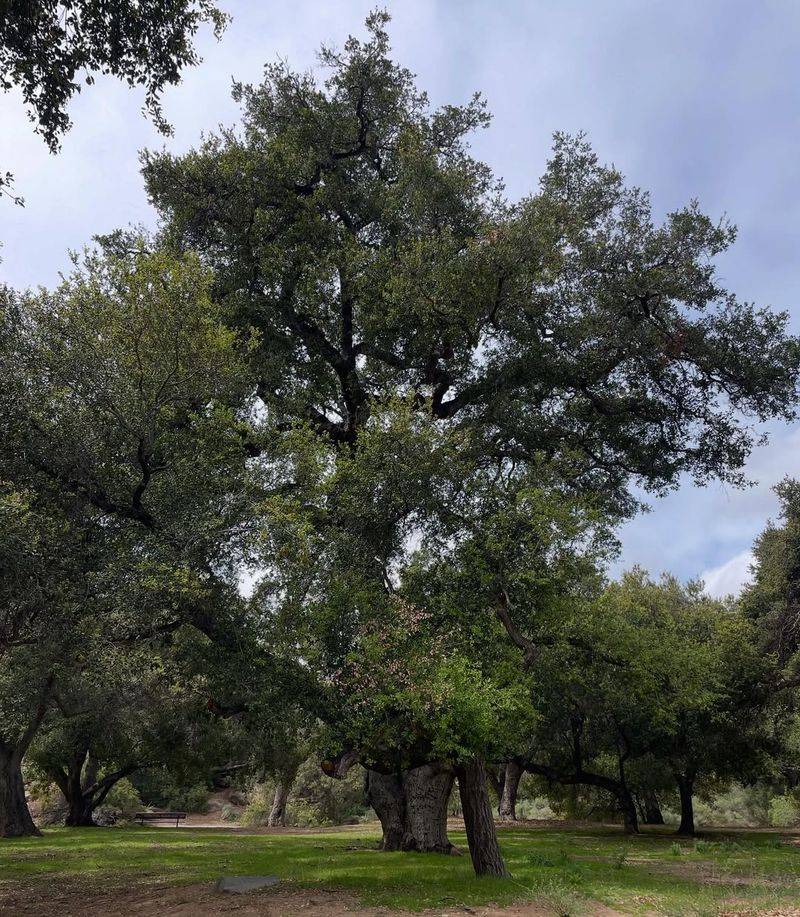 Shade Trees