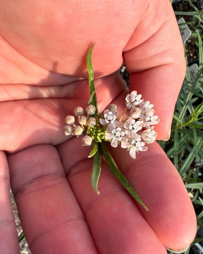 Easy To Start From Seeds Or Transplants