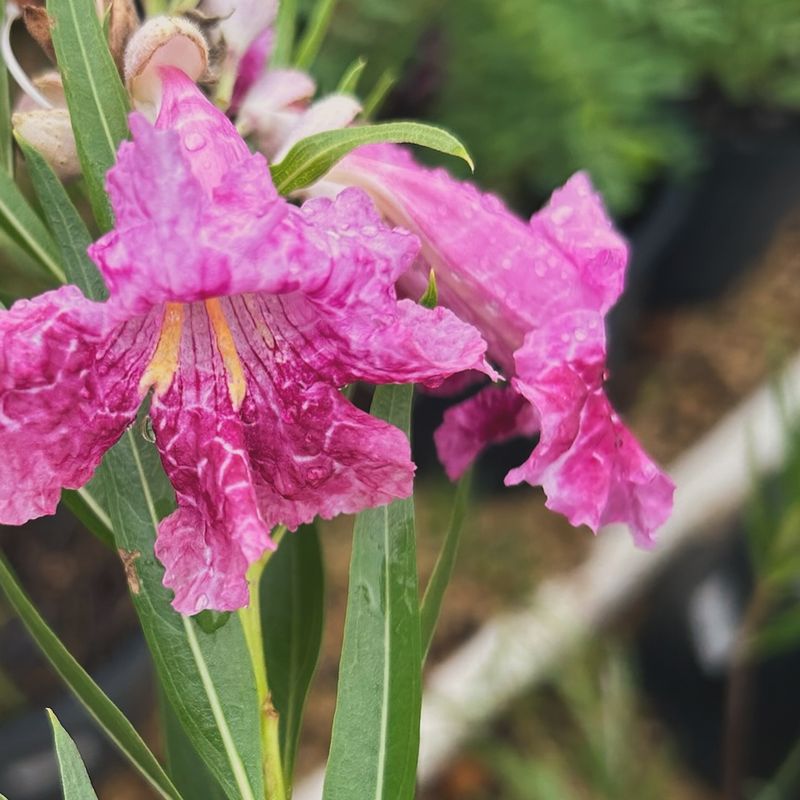 Vibrant Pink And Purple Colors Attract Pollinator Attention