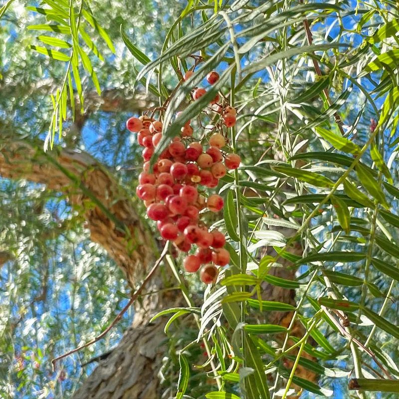 Fragrant Blossoms Attract Diverse Pollinator Species