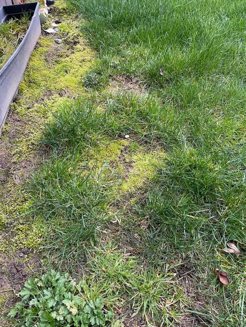 Reducing Moss Accumulation