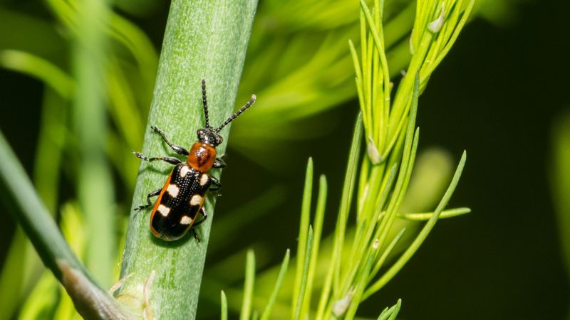 Fall Cleanup Removes Overwintering Sites