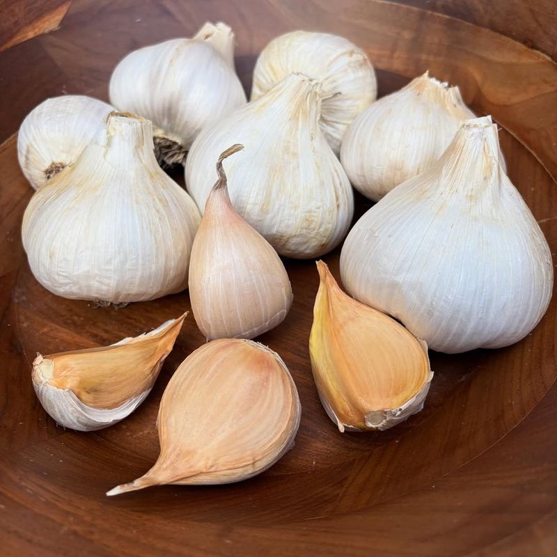 Oregon's Winter Chill Promotes Bigger Bulbs