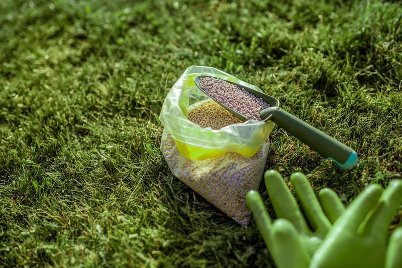 Grass Grows Actively In Fall