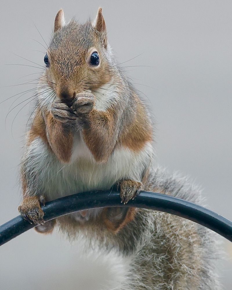 Gray Squirrels