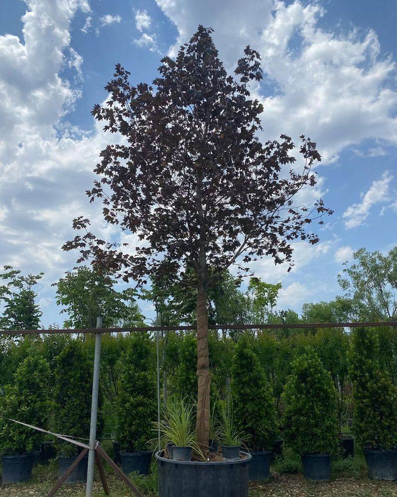 Crimson King Maple