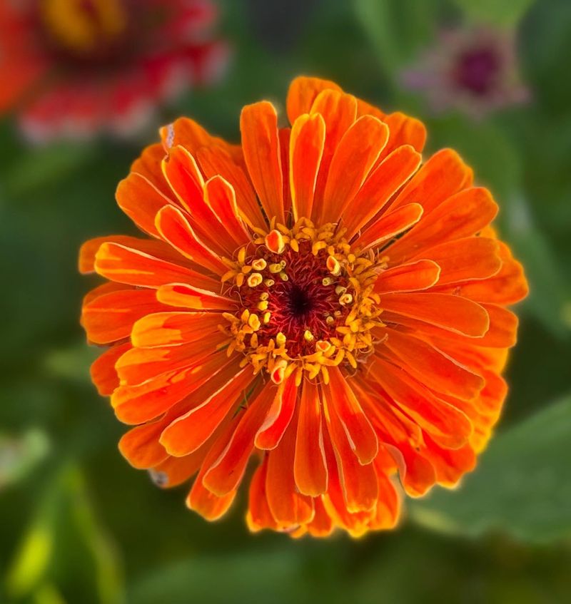 Zinnias