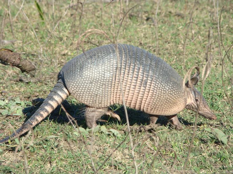 Armadillo Diggers