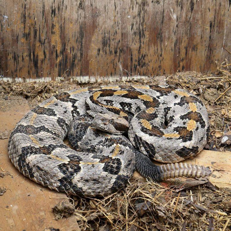 Timber Rattlesnake