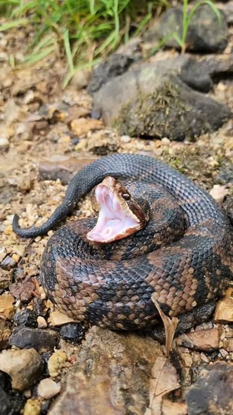 Northern Cottonmouth