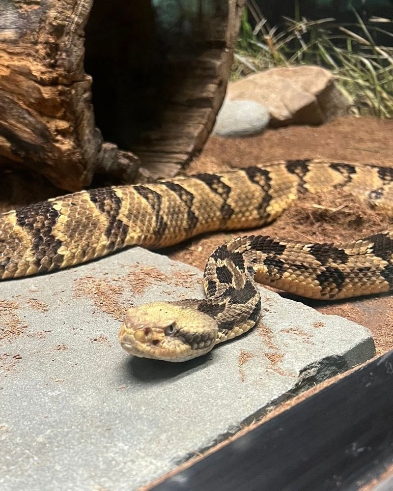 Timber Rattlesnake