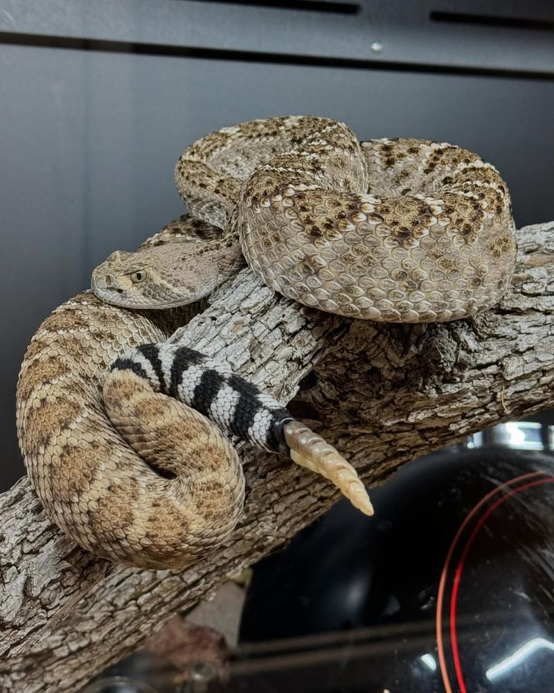 Western Diamondback Rattlesnake