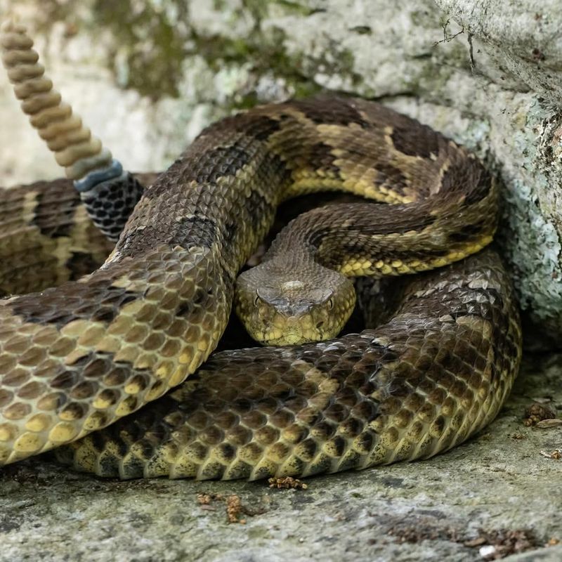 Timber Rattlesnake