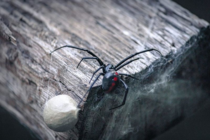 Black Widow Spiders In Shed Corners