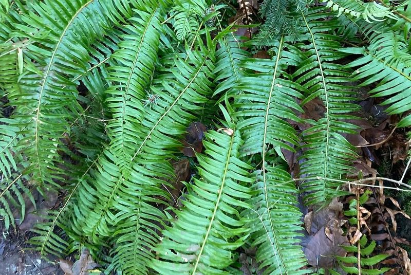 Sword Fern