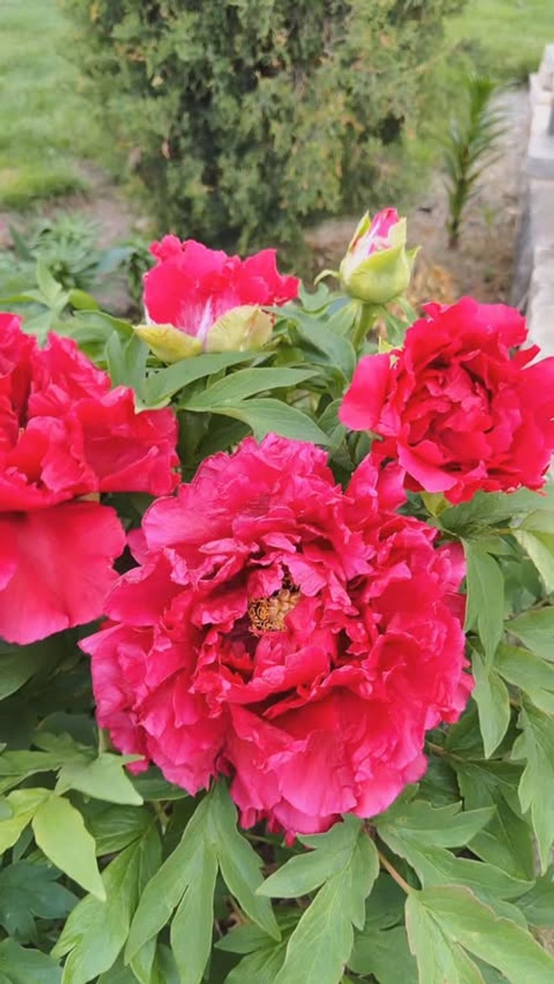 Peonies Need Their Fall Foliage