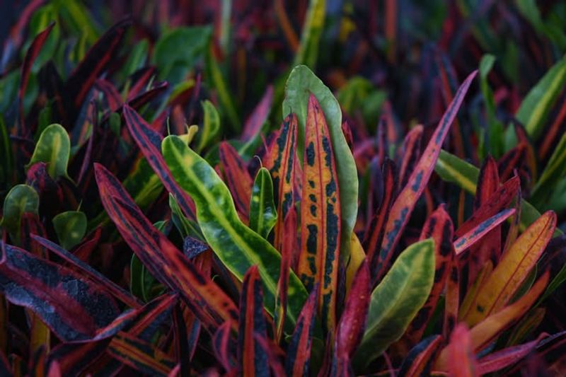 Croton Plants In Fiery Colors