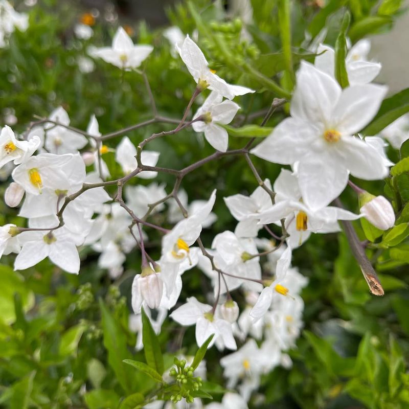 Potato Vine (Solanum jasminoides)