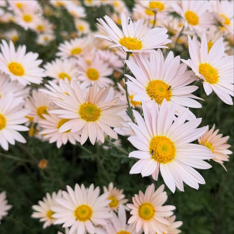 Chrysanthemum 'Sheffield Pink' (Yellow Varieties)