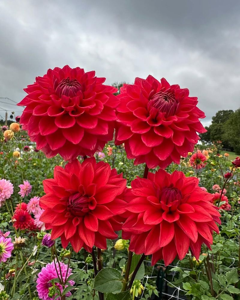 Dahlias
