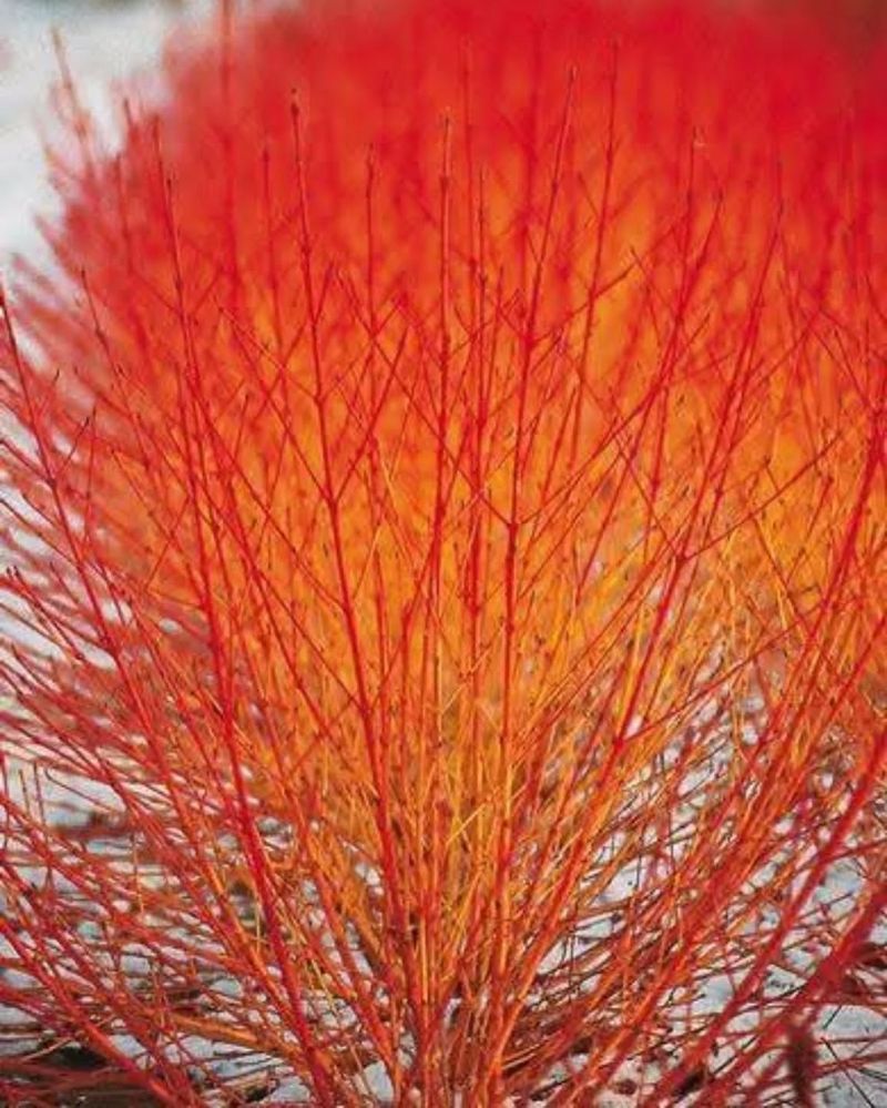 Bloodtwig Dogwood (Cornus sanguinea)