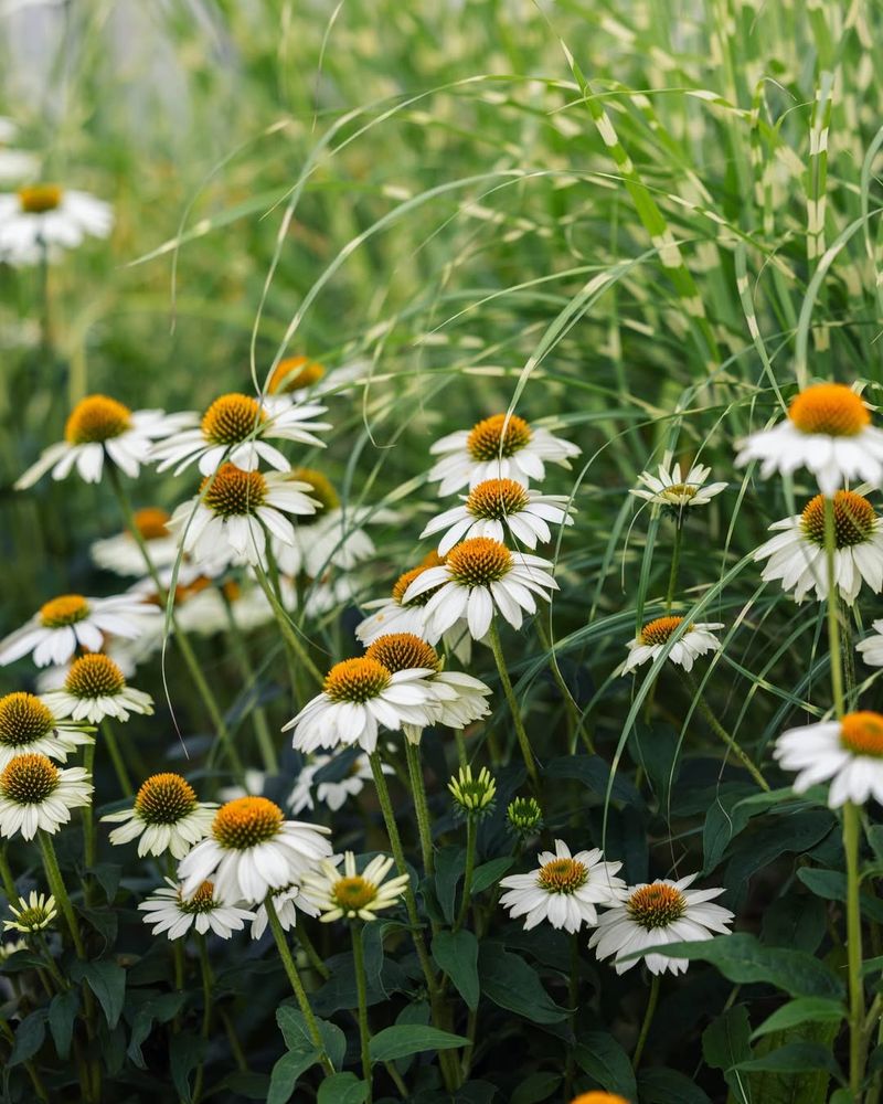 Phlox And Shasta Daisies In Ohio Soil