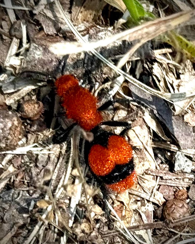 Velvet Ants In Bare Garden Soil