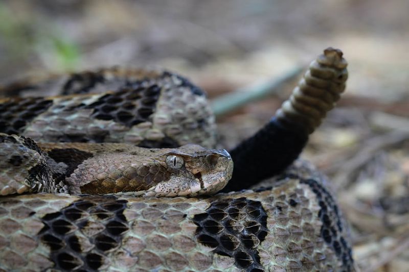 Timber Rattlesnake