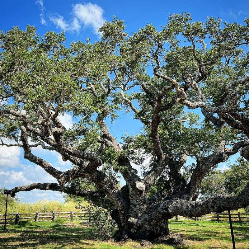 Oak Trees