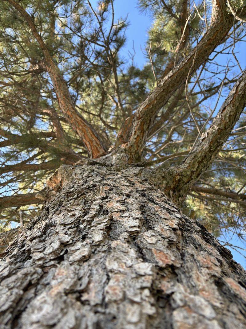 Ponderosa Pine
