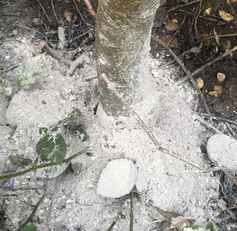 Wood Ash