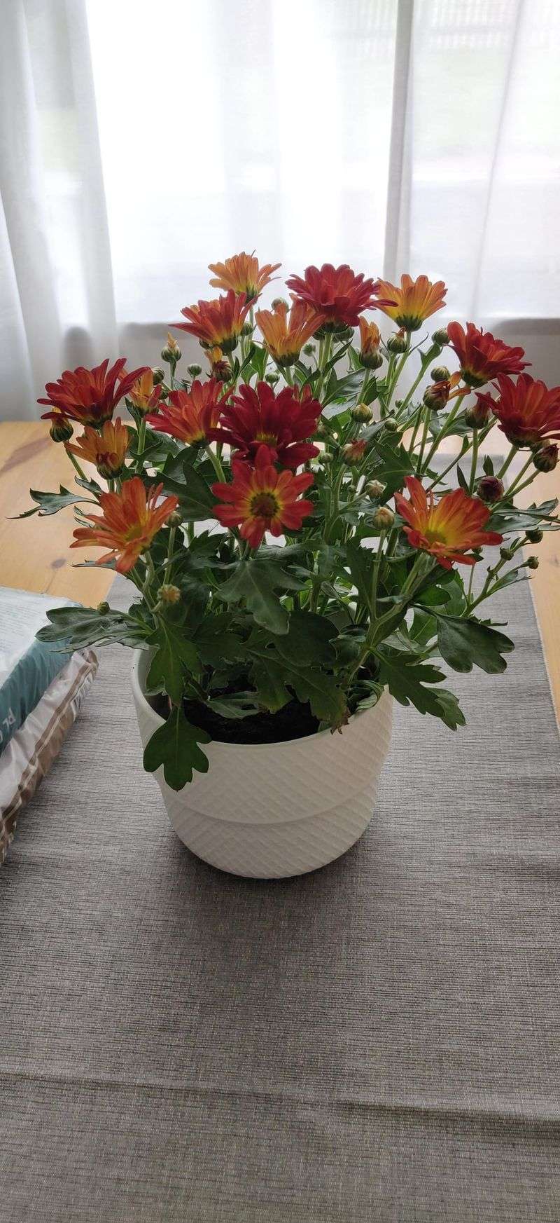 Repot Carefully If Needed