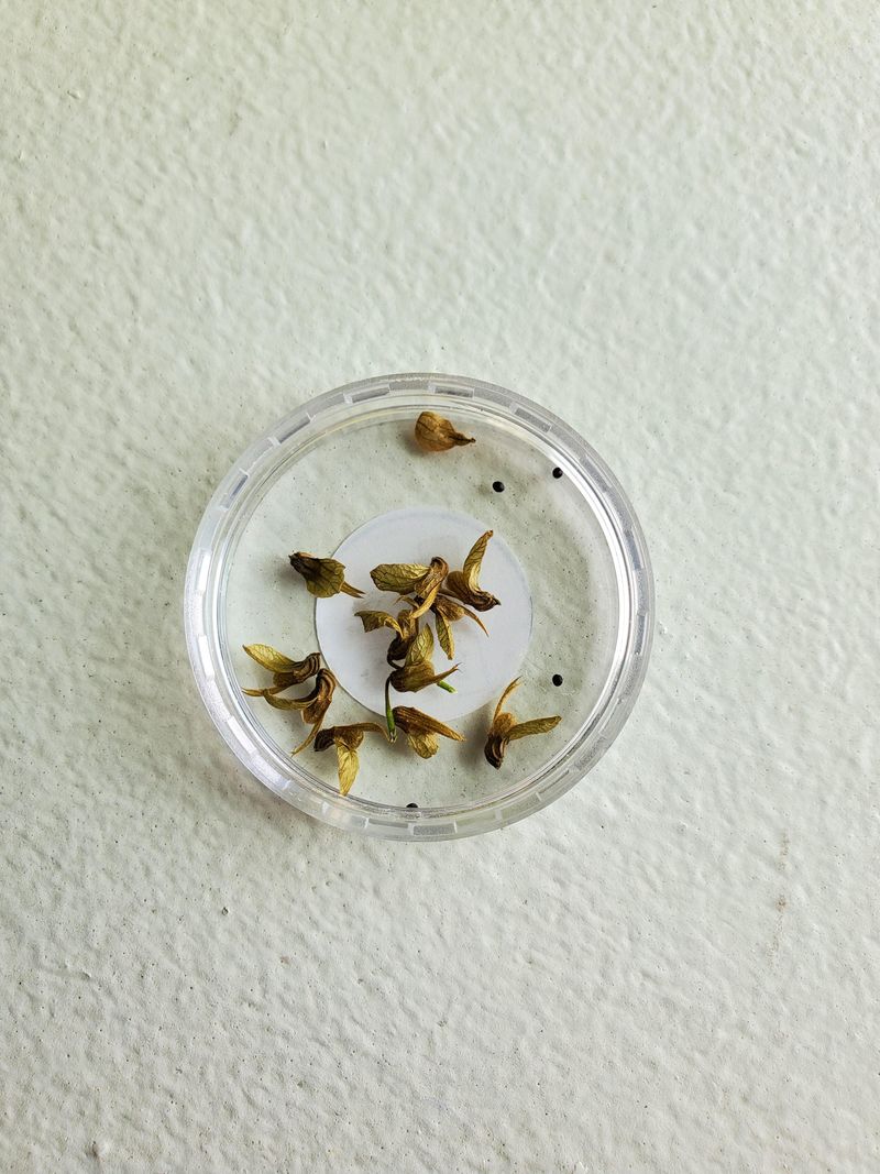 Start Fresh from Saved Seeds