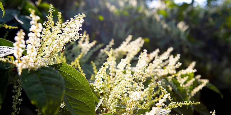 Planting Competitive Ground Covers