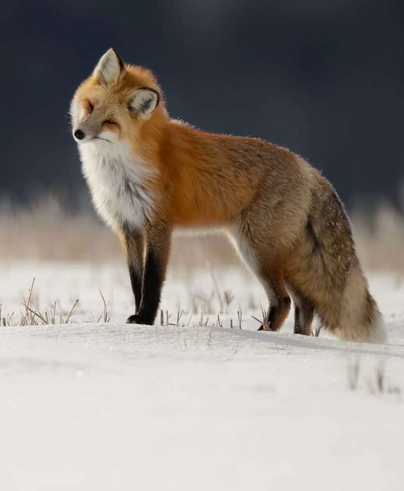 Red Fox