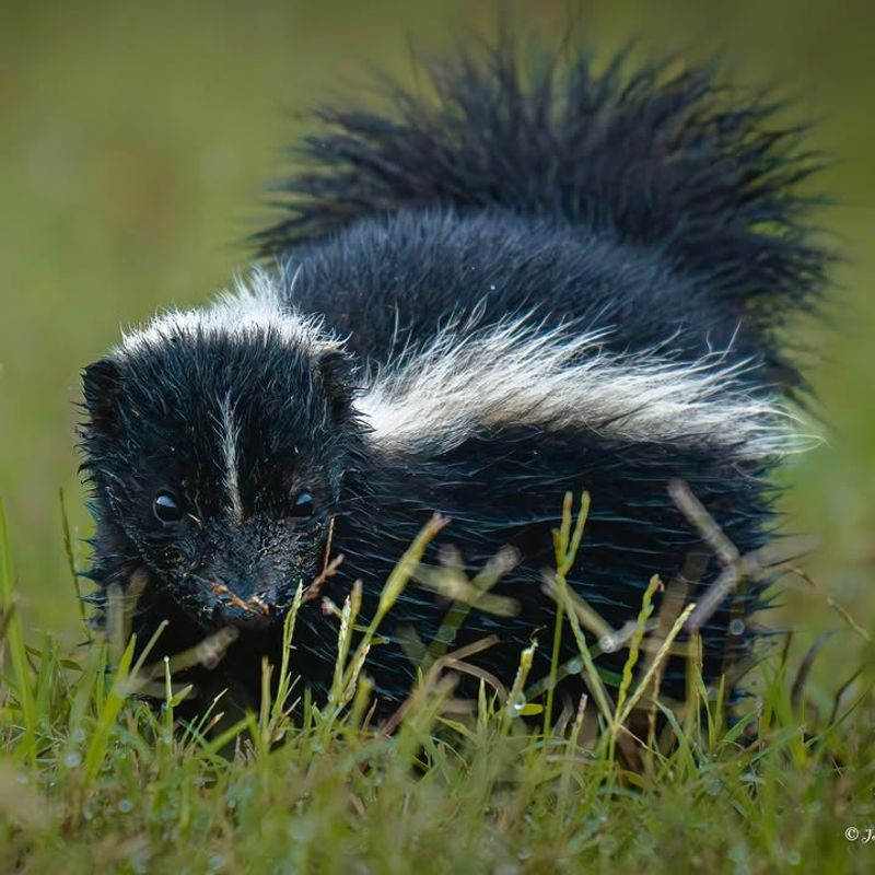 Striped Skunk