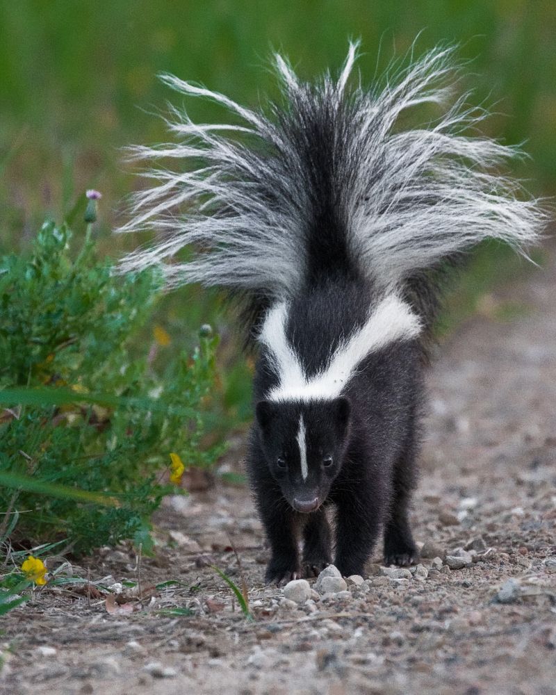 Striped Skunk