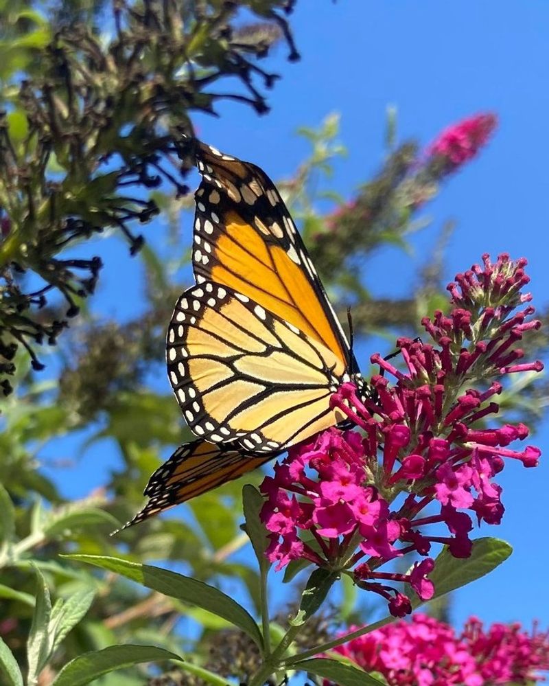 Monarch Butterflies