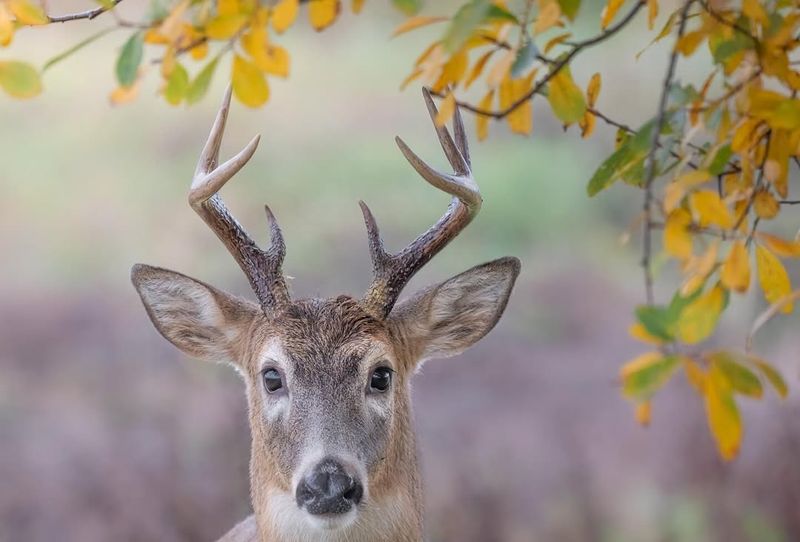 White-Tailed Deer